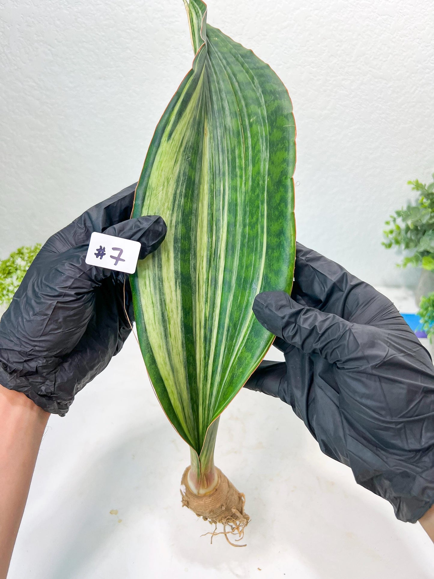 Sansevieria Masoniana BRUDA (#7) | Hybrid of Masoniana Var x Eliptica Var