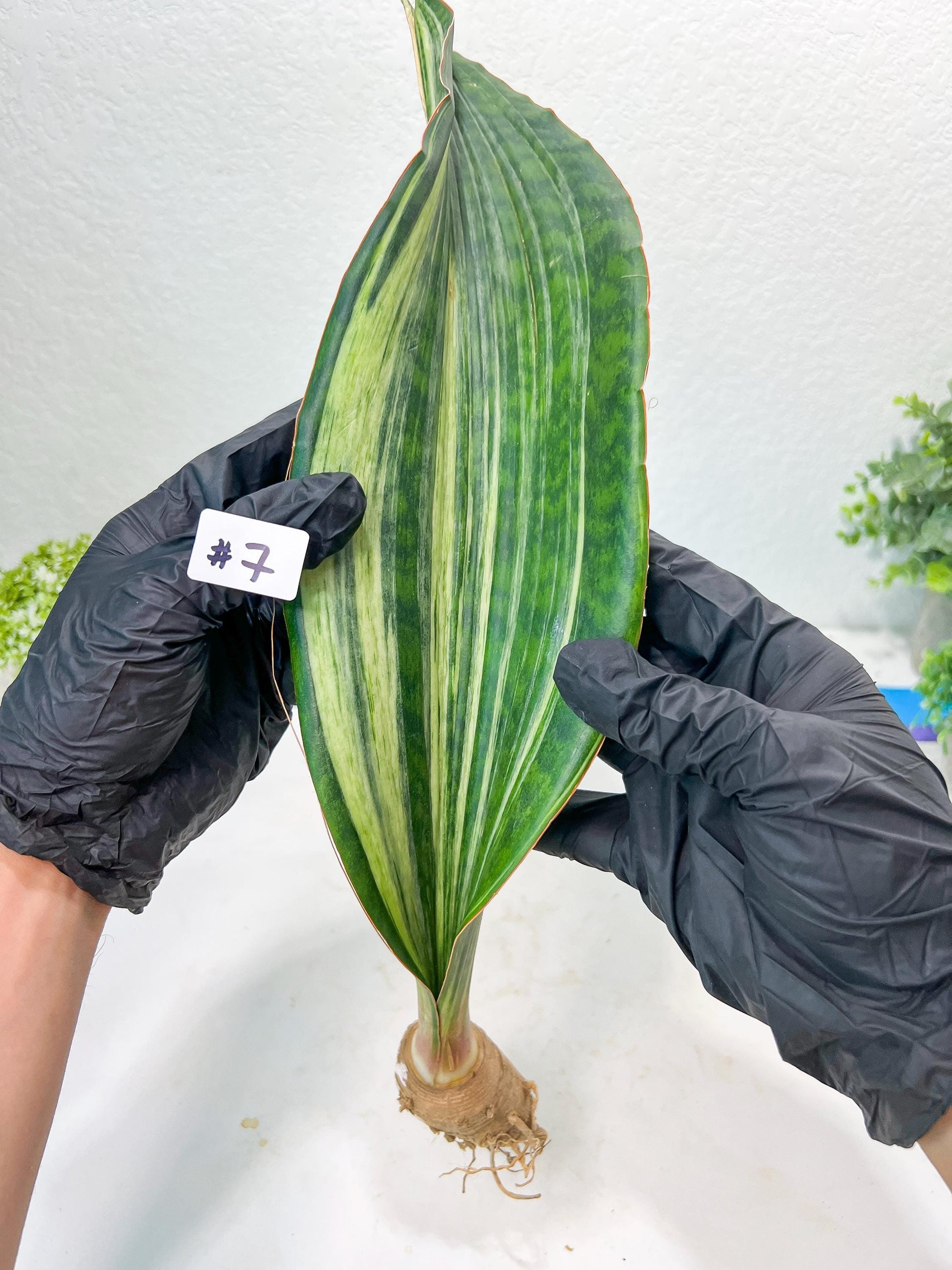 Sansevieria Masoniana BRUDA (#7) | Hybrid of Masoniana Var x Eliptica Var