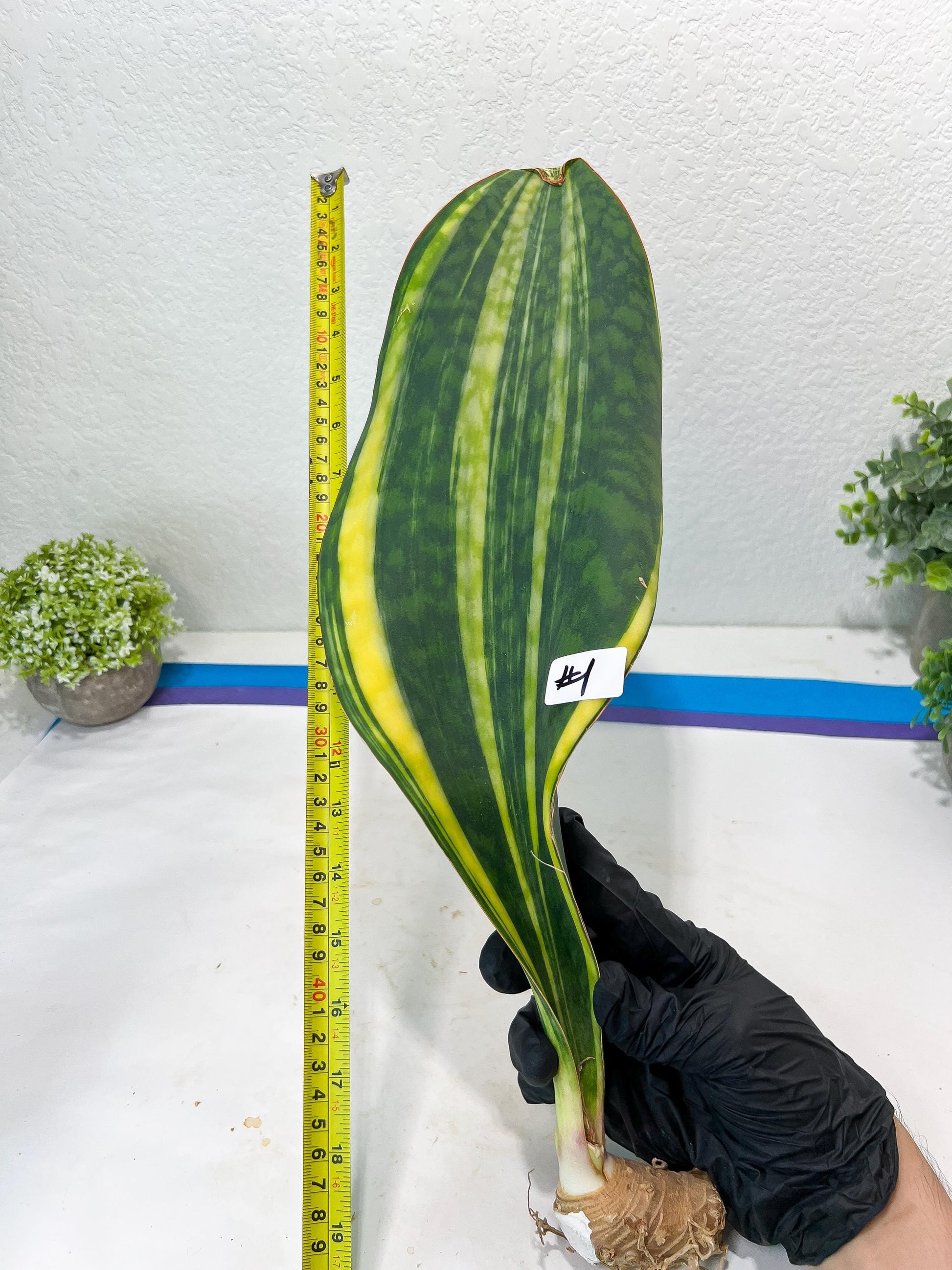 Sansevieria Masoniana Congo #1 | Imported Plants