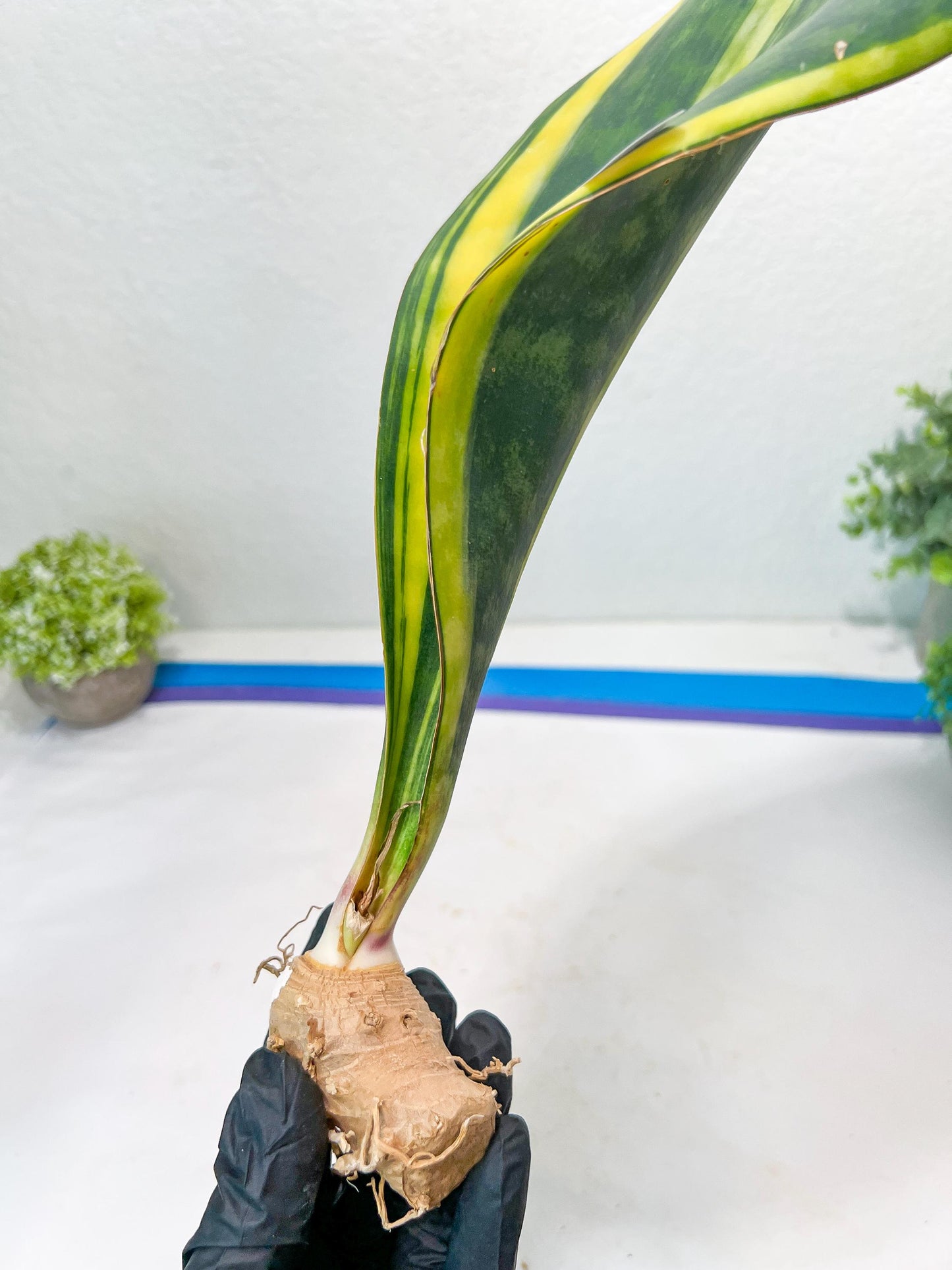 Sansevieria Masoniana Congo #1 | Imported Plants