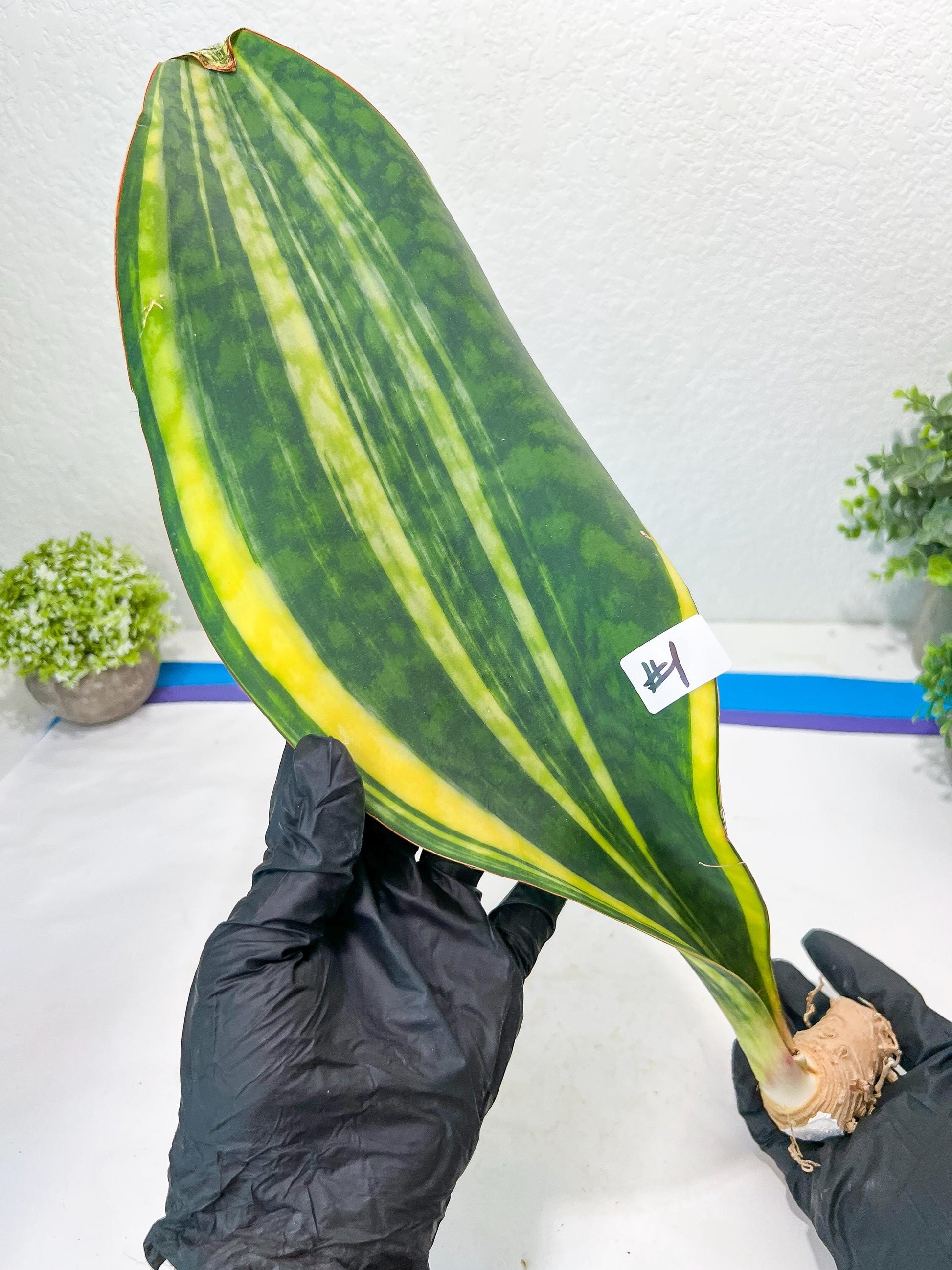 Sansevieria Masoniana Congo #1 | Imported Plants