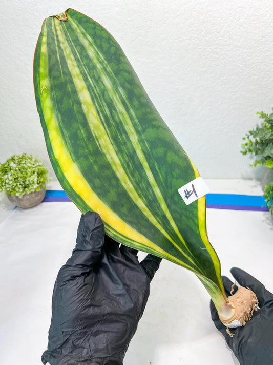 Sansevieria Masoniana Congo #1 | Imported Plants