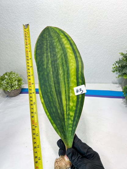 Sansevieria Masoniana CongoVar #3 | Imported Plants