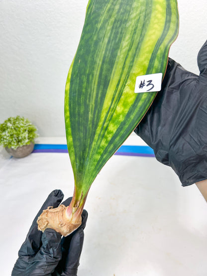 Sansevieria Masoniana CongoVar #3 | Imported Plants