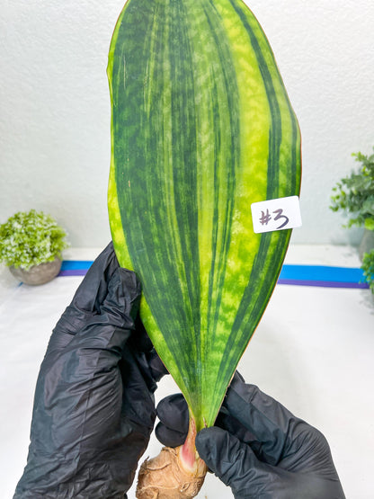 Sansevieria Masoniana CongoVar #3 | Imported Plants