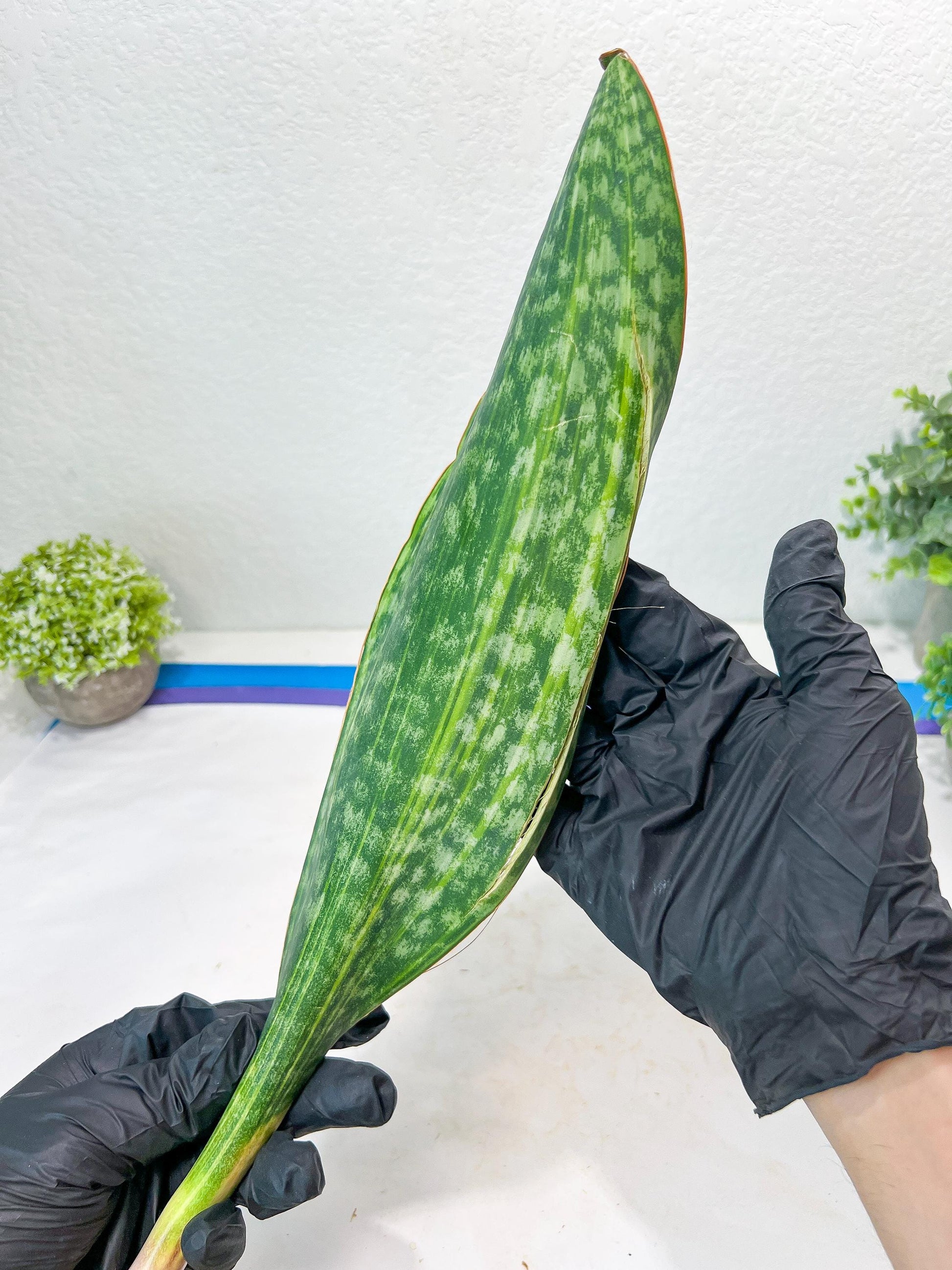 Sansevieria Masoniana Congo Var #5 | Imported Plants