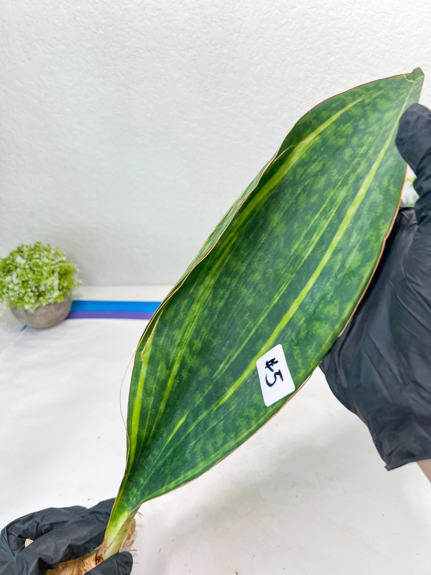 Sansevieria Masoniana Congo Var #5 | Imported Plants