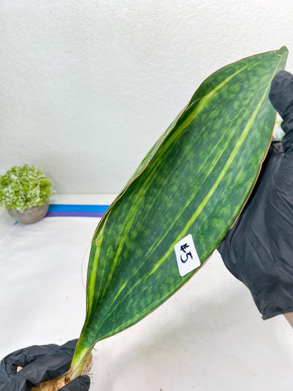 Sansevieria Masoniana Congo Var #5 | Imported Plants