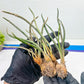 Caput Medusae | Imported Cactus | Rare Succulent