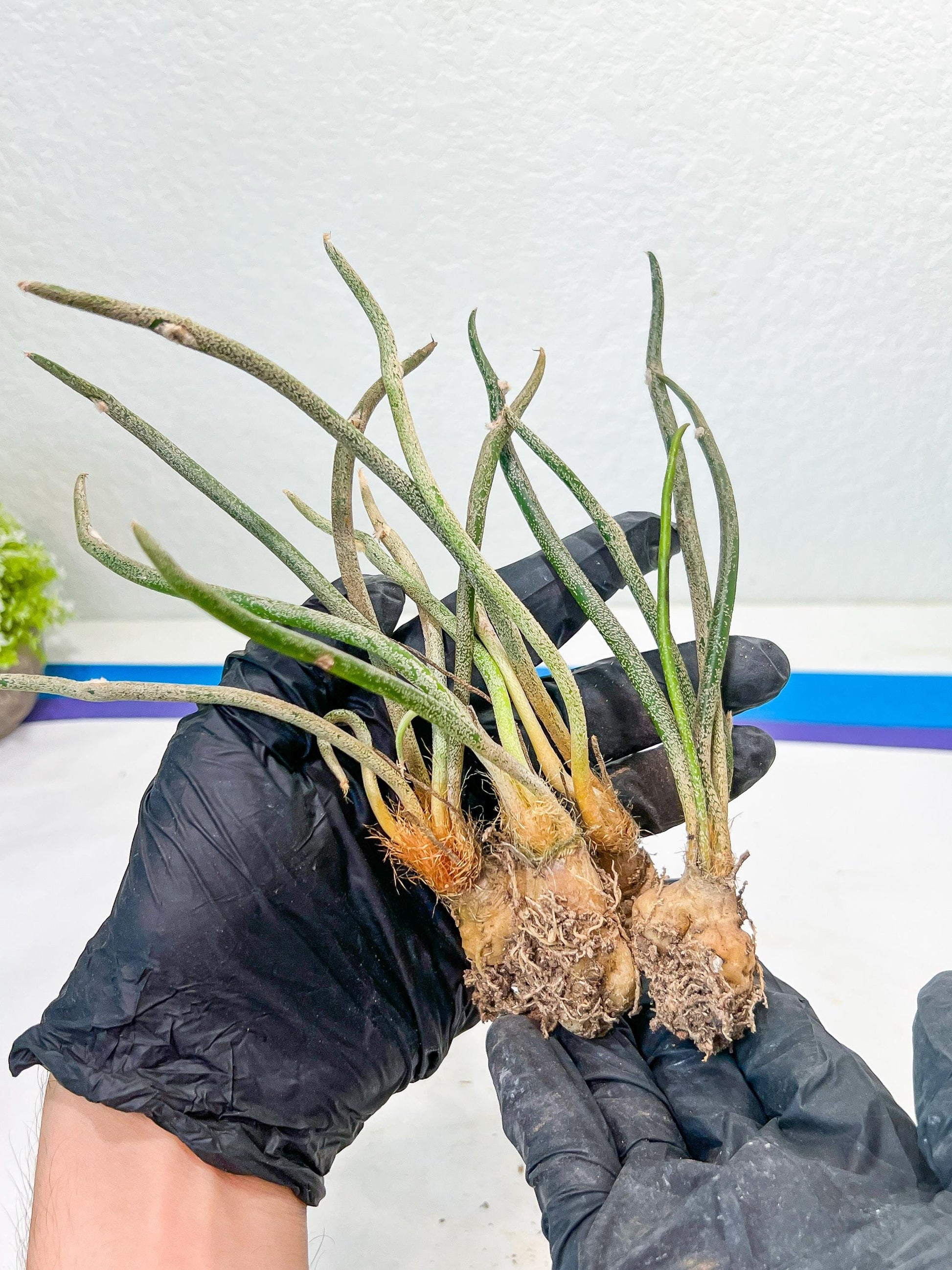 Caput Medusae (2) | Imported Cactus | Rare Succulent