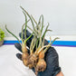 Caput Medusae | Imported Cactus | Rare Succulent