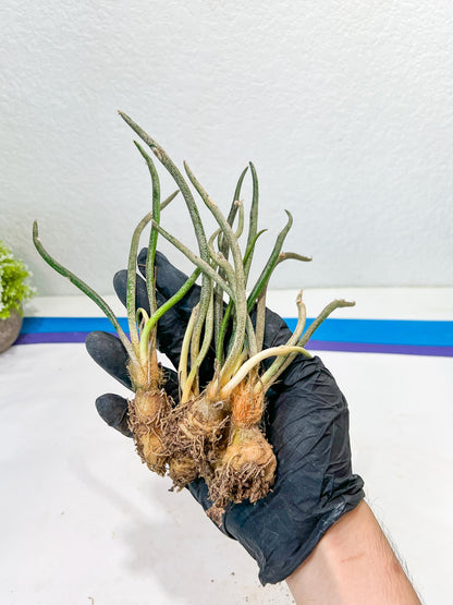 Caput Medusae (2) | Imported Cactus | Rare Succulent