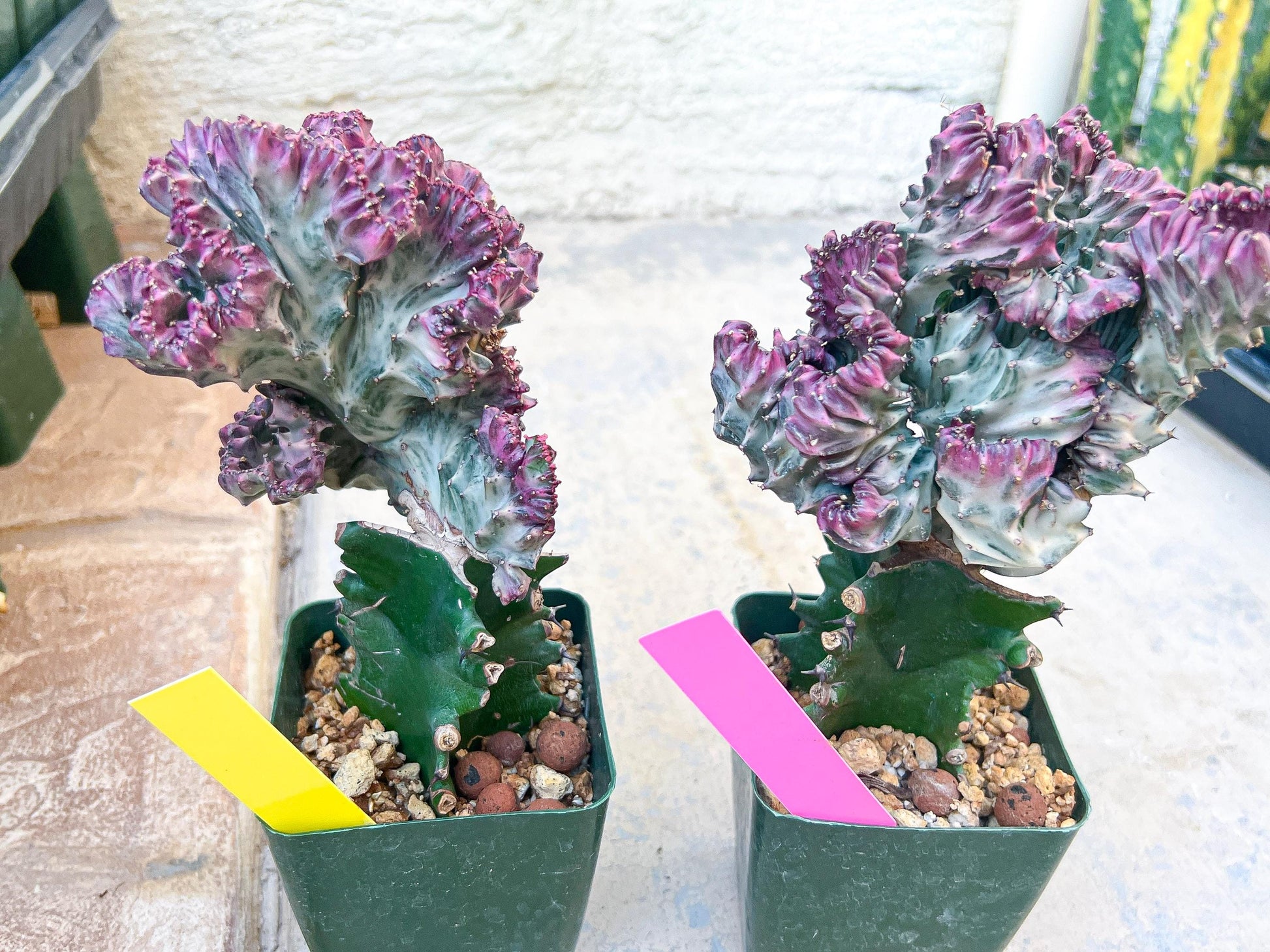 Large Lactea Crested Grafted More Pink | Imported Cactus | Rare Succulent