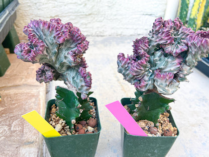 Large Lactea Crested Grafted More Pink | Imported Cactus | Rare Succulent