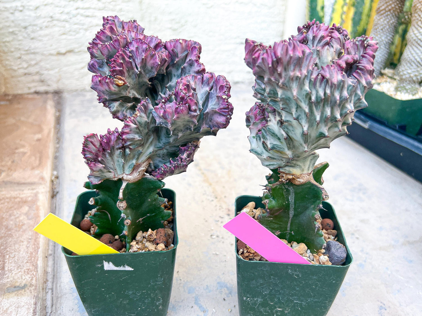 Large Lactea Crested Grafted More Pink | Imported Cactus | Rare Succulent