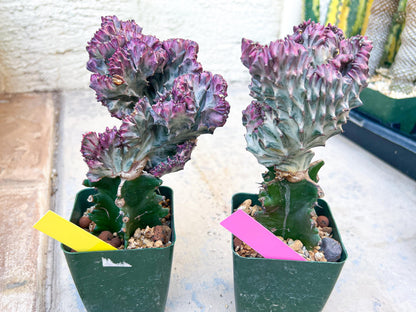 Large Lactea Crested Grafted More Pink | Imported Cactus | Rare Succulent