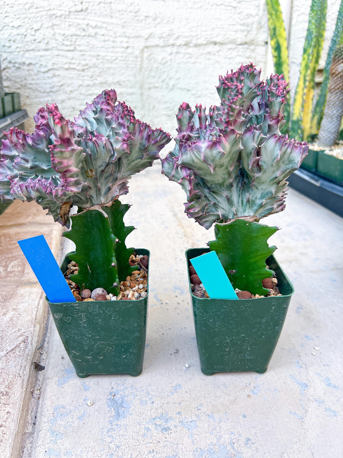 Large Lactea Crested Grafted More Pink | Imported Cactus | Rare Succulent