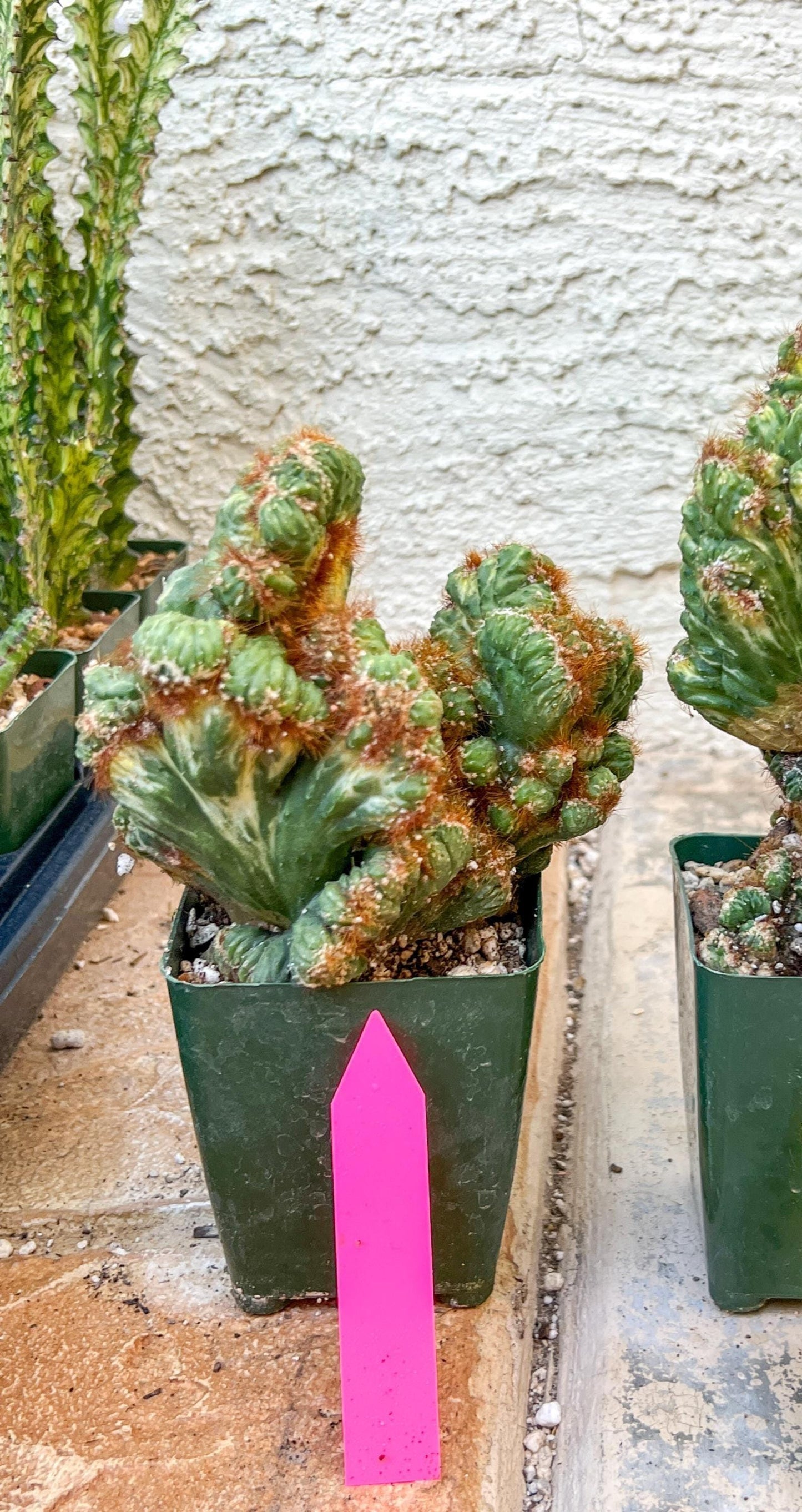 Cereus Forbesii Monstrose Variegated | Imported Cactus | Rare Succulent