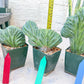 Myrtillocactus Geometrizans Crested | Imported Cactus