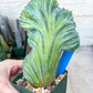 Myrtillocactus Geometrizans Crested | Imported Cactus