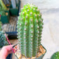 Trichocereus harrissima aka Trichocereus brevispinulosus | Imported