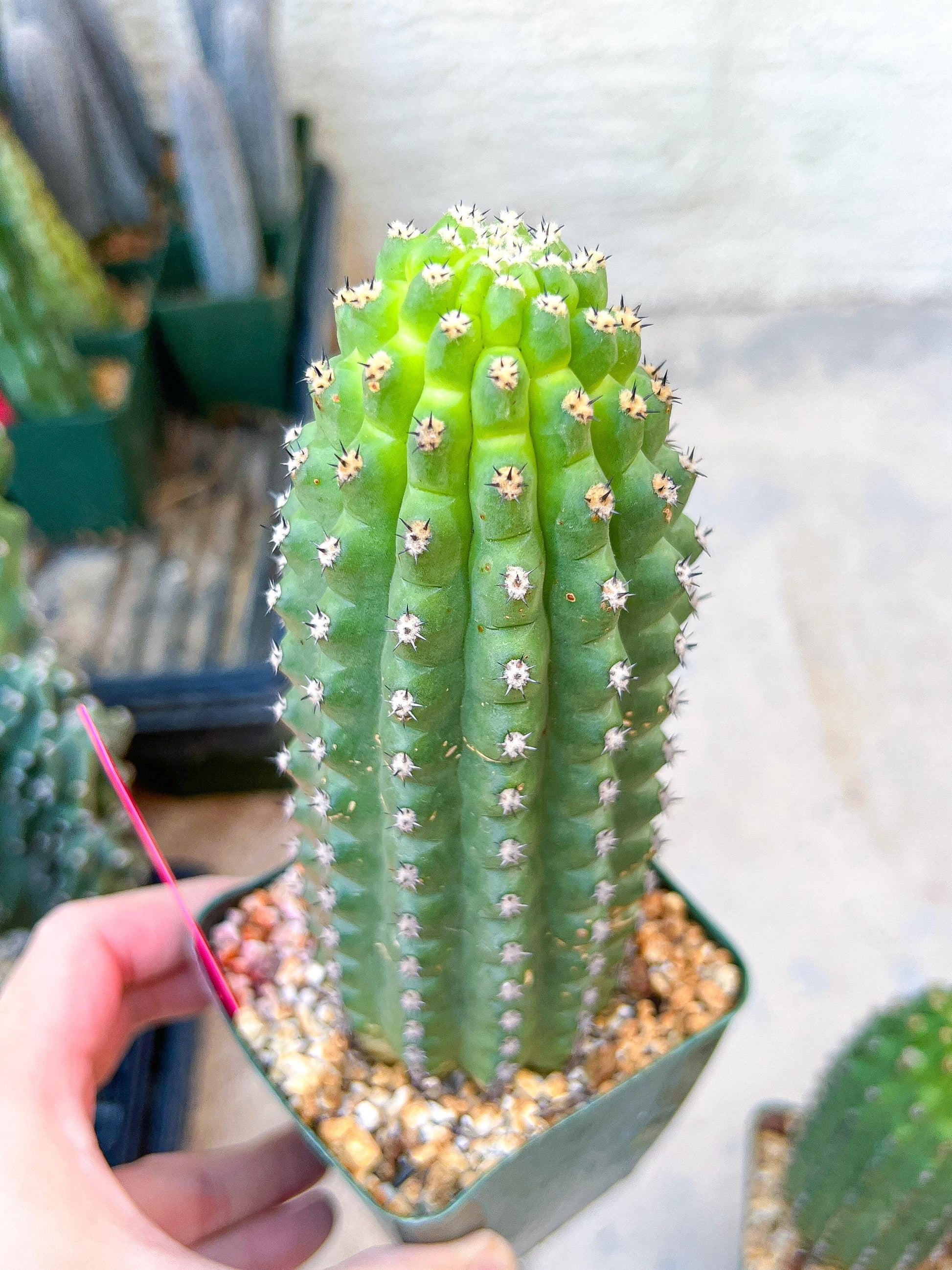 Trichocereus harrissima aka Trichocereus brevispinulosus | Imported
