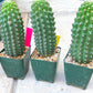 Trichocereus harrissima aka Trichocereus brevispinulosus | Imported