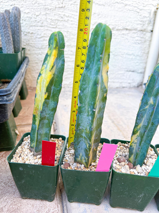 Myrtillocactus Geometrizans f. Variegatus Hort | Imported Cactus