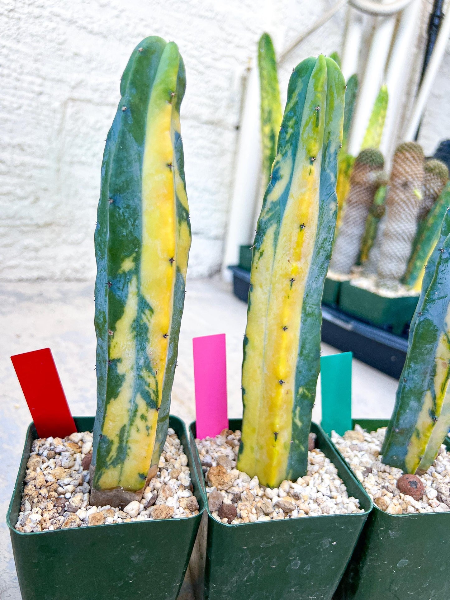 Myrtillocactus Geometrizans f. Variegatus Hort | Imported Cactus