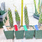 Euphorb pachypodioides | Imported Plants