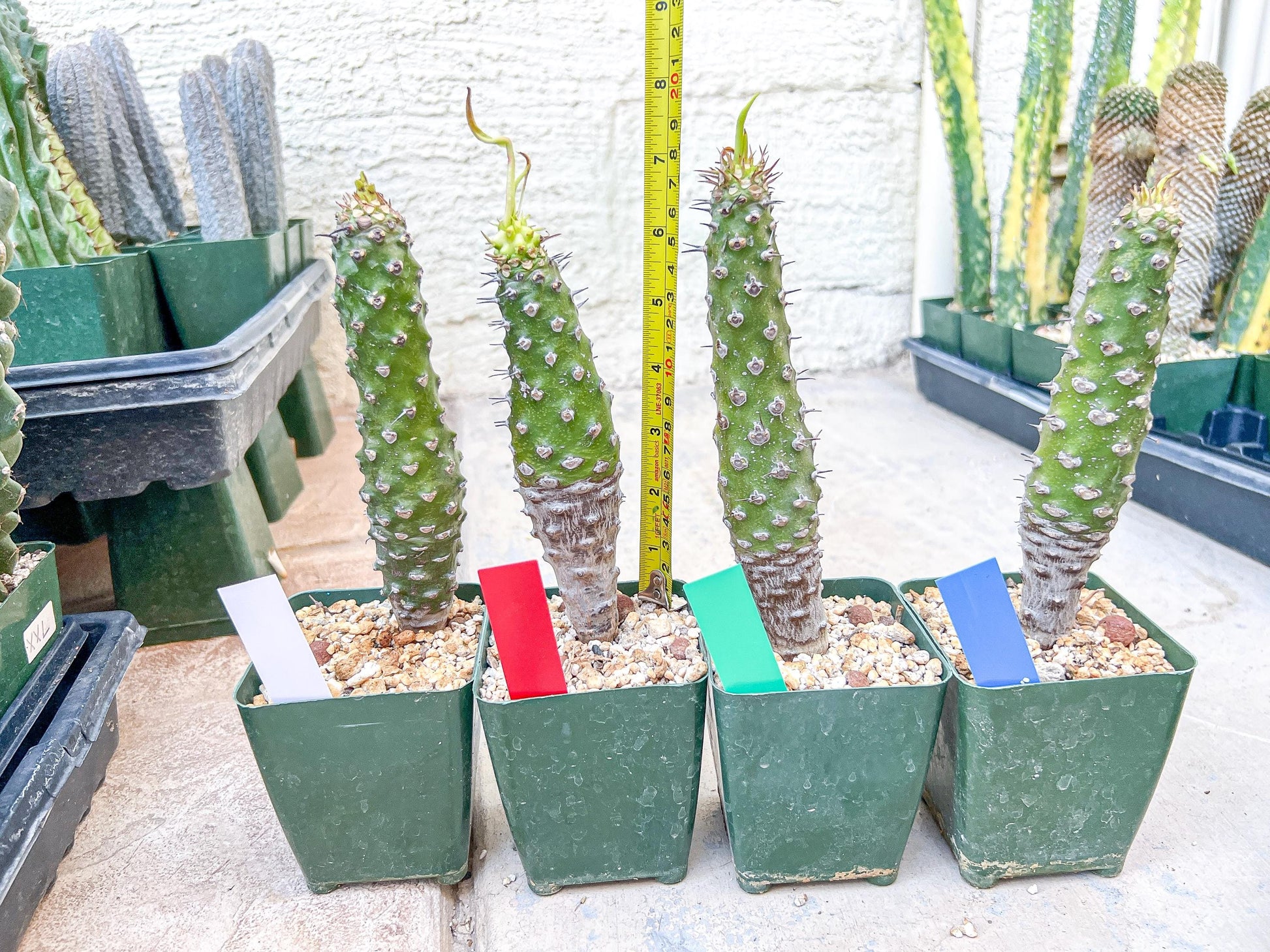 Euphorb pachypodioides | Imported Plants