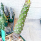 Euphorb pachypodioides | Imported Plants
