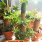 Euphorb Kaimagyoku or Hypogaea | Imported Plants