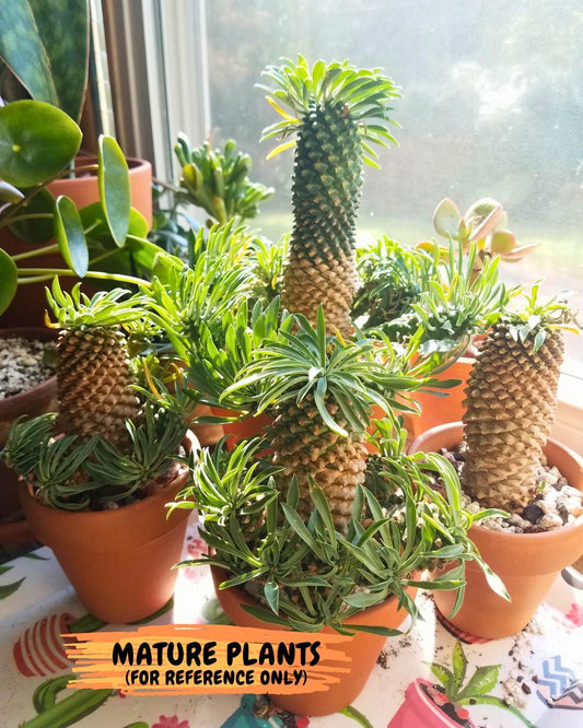 Euphorb Kaimagyoku or Hypogaea (Green) | Imported Plants