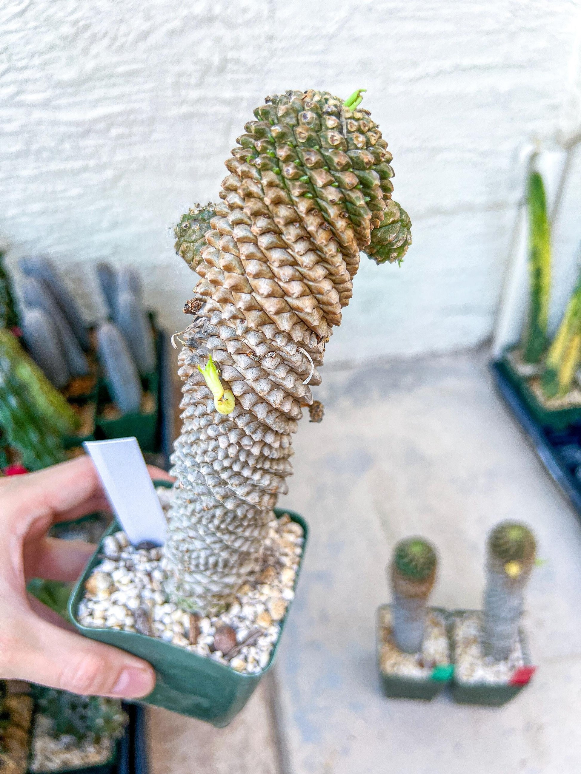 Euphorb Kaimagyoku or Hypogaea | Imported Plants