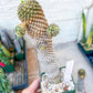Euphorb Kaimagyoku or Hypogaea | Imported Plants