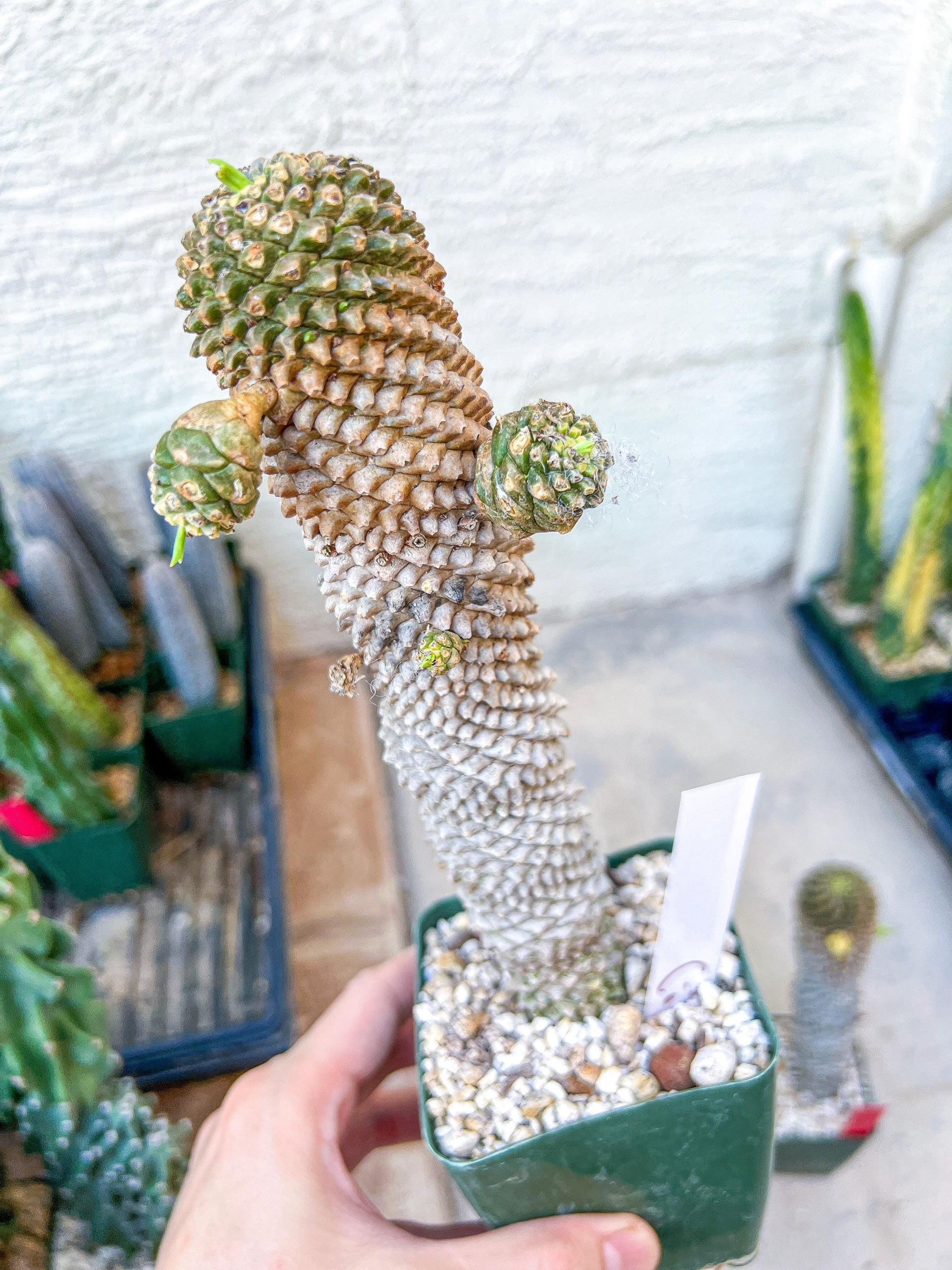 Euphorb Kaimagyoku or Hypogaea | Imported Plants