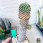 Euphorb Kaimagyoku or Hypogaea | Imported Plants