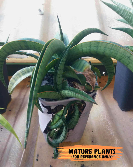 Sansevieria Mama mia (#Ba32) | Imported Plants
