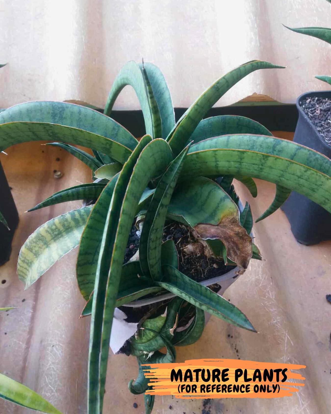 Sansevieria Mama mia (#Ba32) | Imported Plants