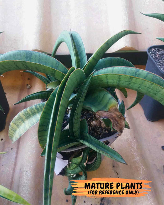 Sansevieria Mama mia (#Ba32) | Imported Plants