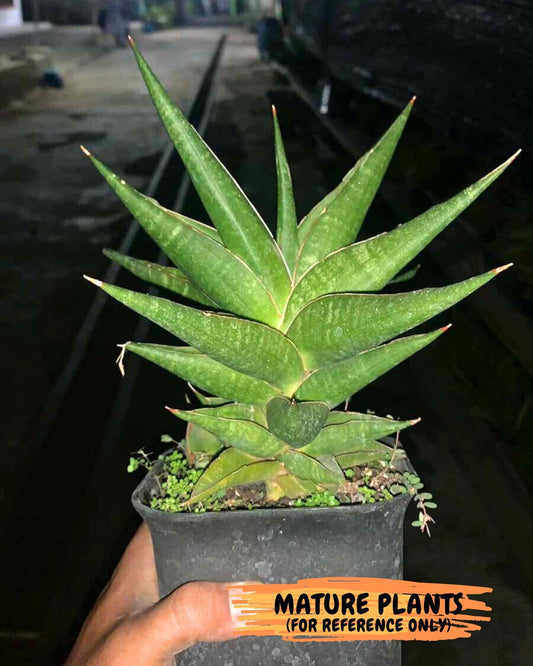 Sansevieria Gombloh (#Ba21) | Imported Plants | Rare Hybrid Species