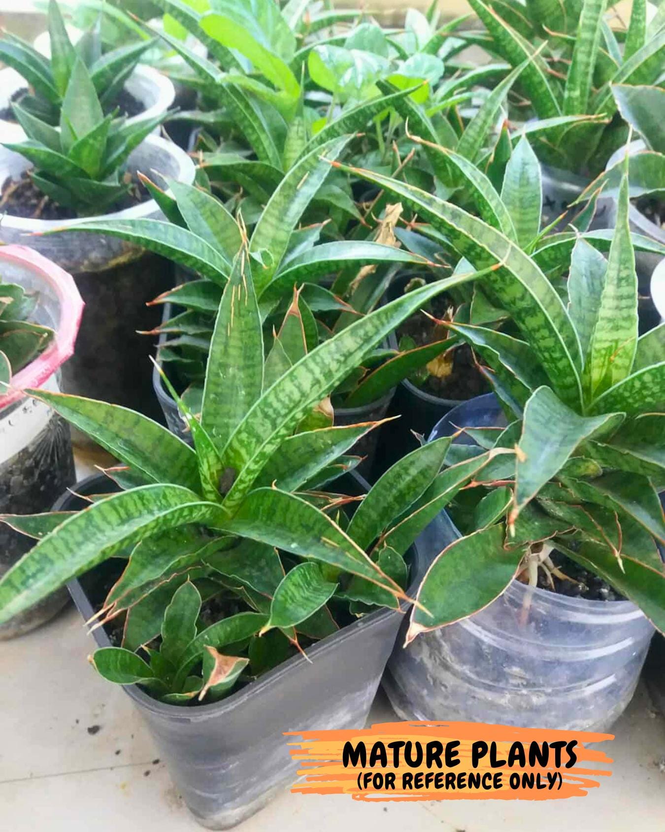 Sansevieria Cordova x Moonshine (#Ba12) | Imported Plants