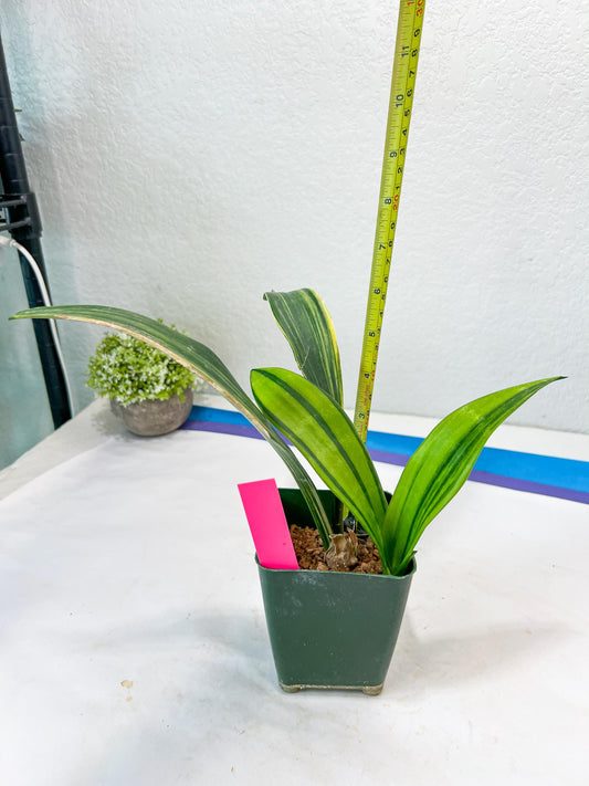 Sansevieria Senegambica | Very Rare Import