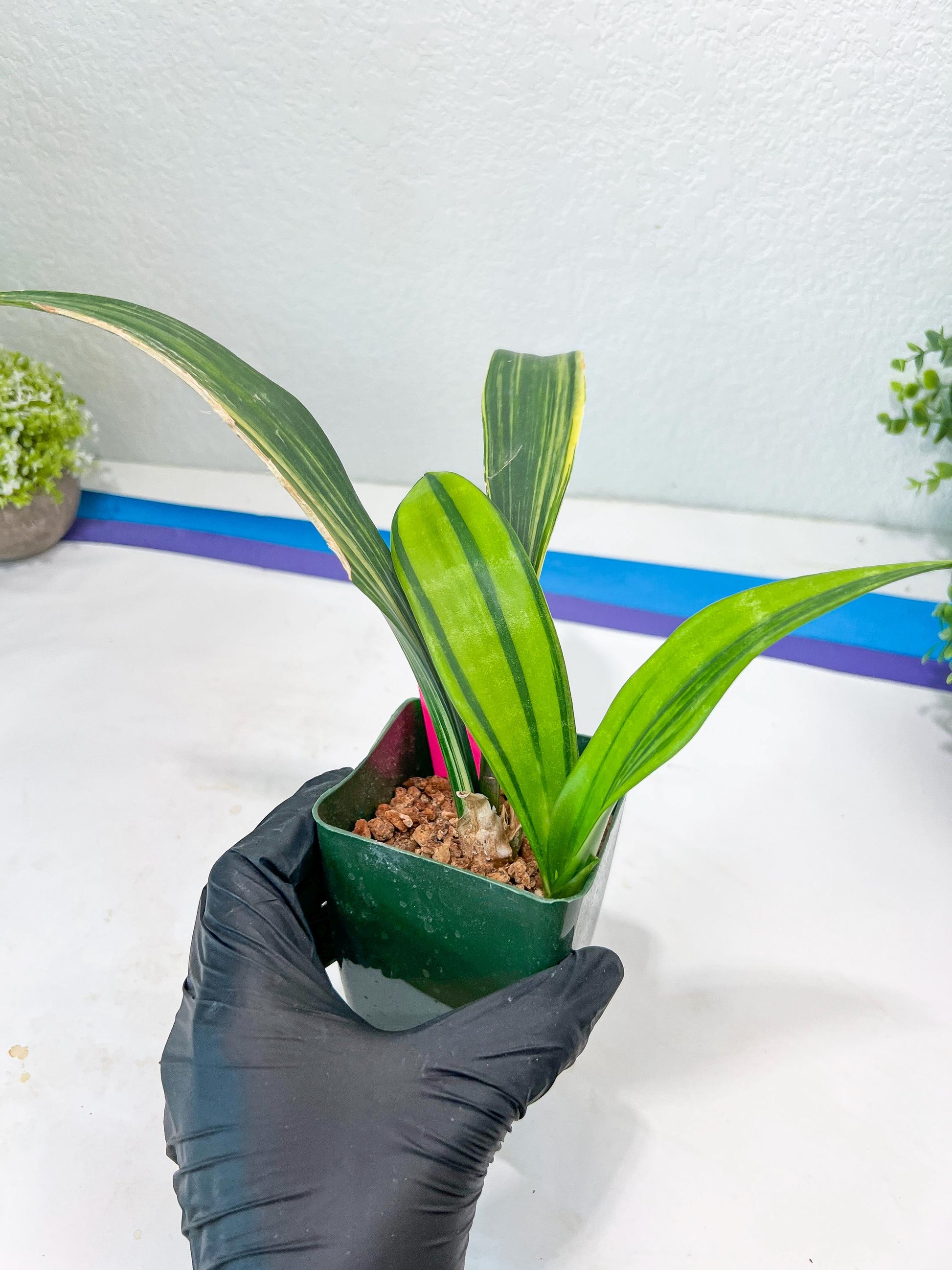 Sansevieria Senegambica | Very Rare Import