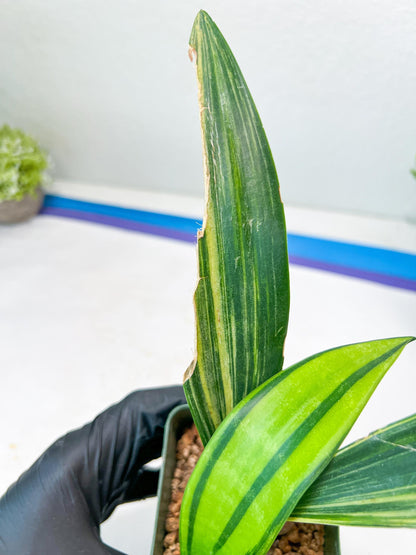 Sansevieria Senegambica | Very Rare Import