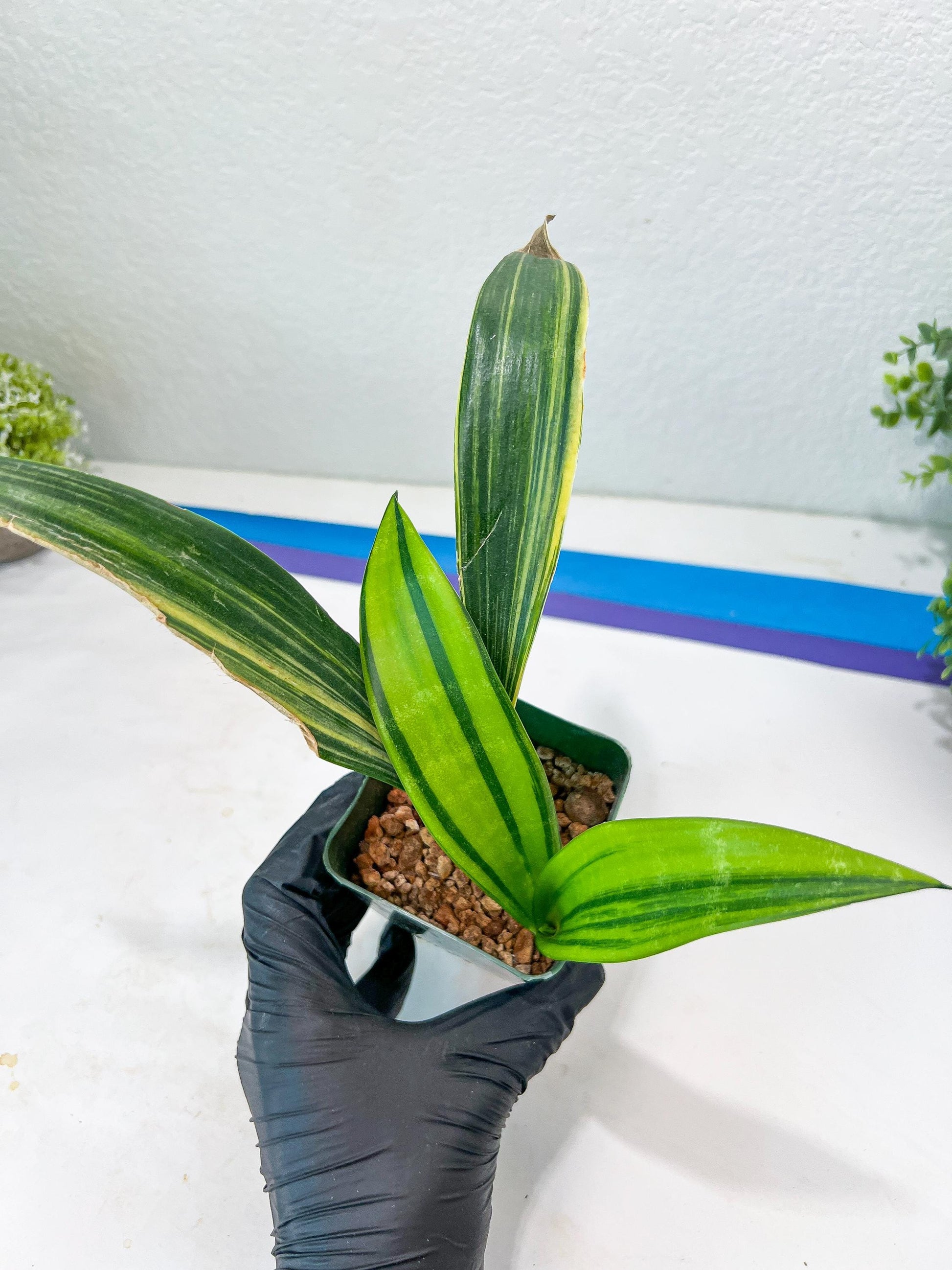 Sansevieria Senegambica | Very Rare Import