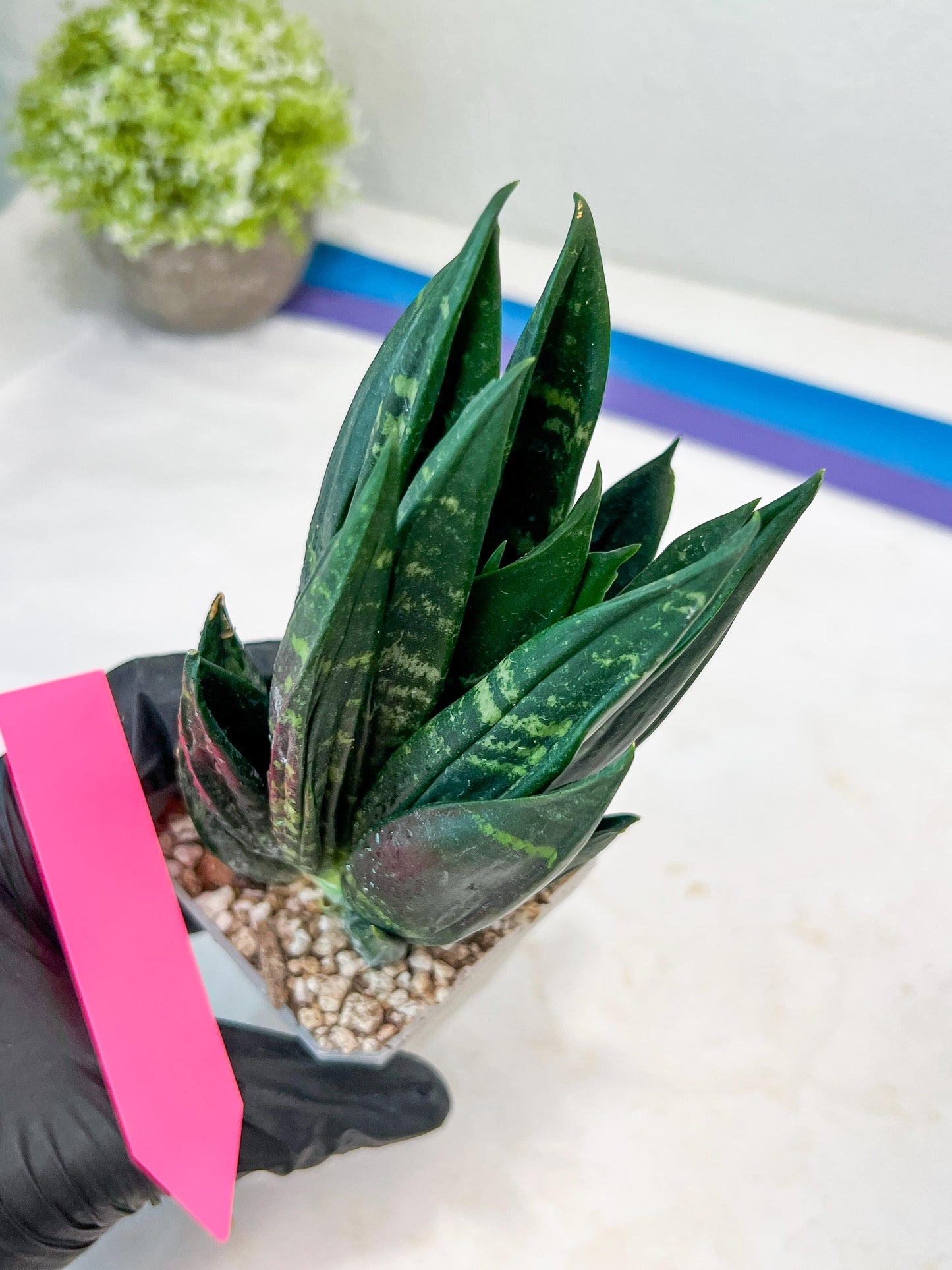 Sansevieria Gaste (P-Y-B) | Snake Plant | Imported Plants