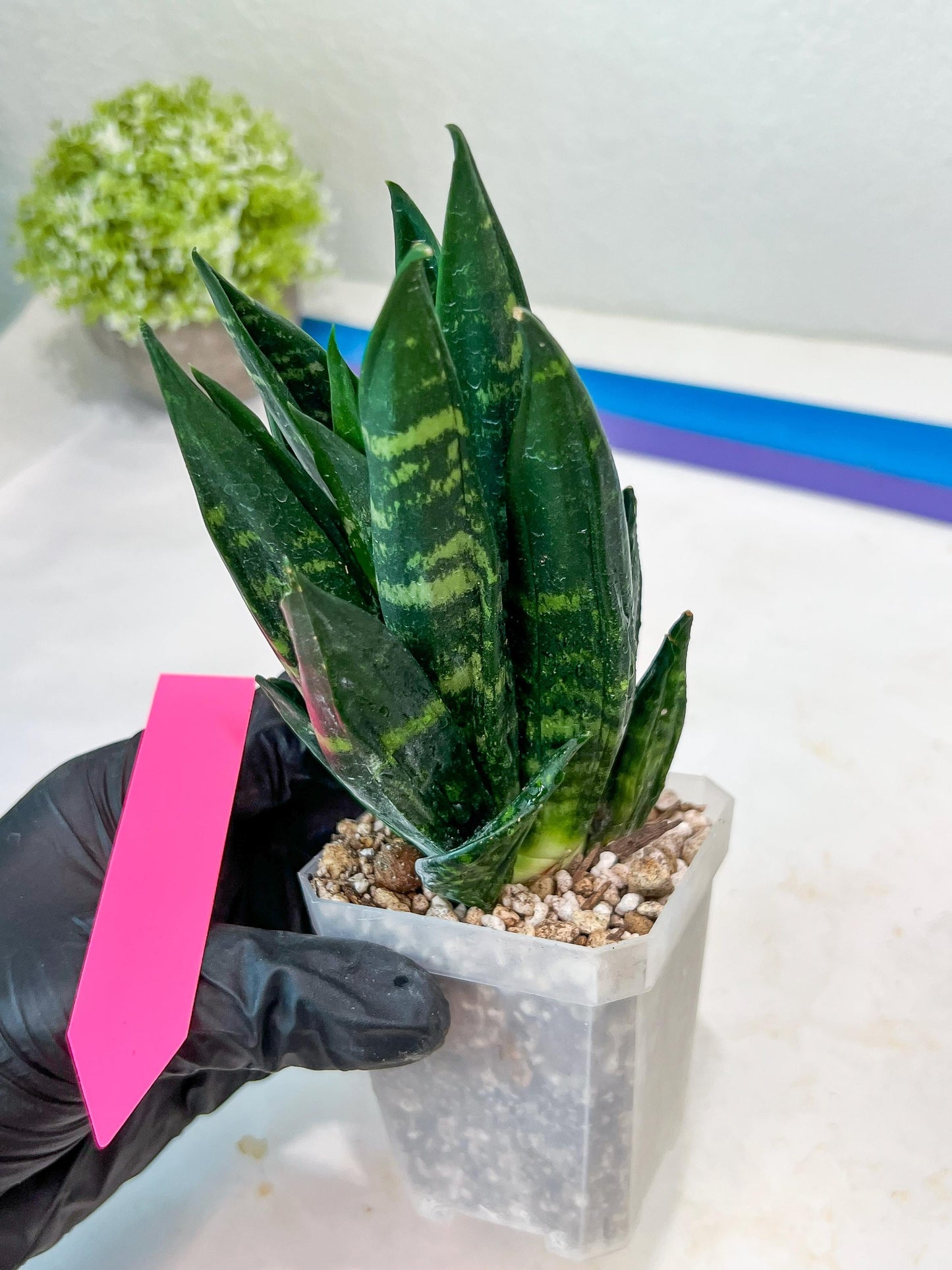 Sansevieria Gaste (P-Y-B) | Snake Plant | Imported Plants