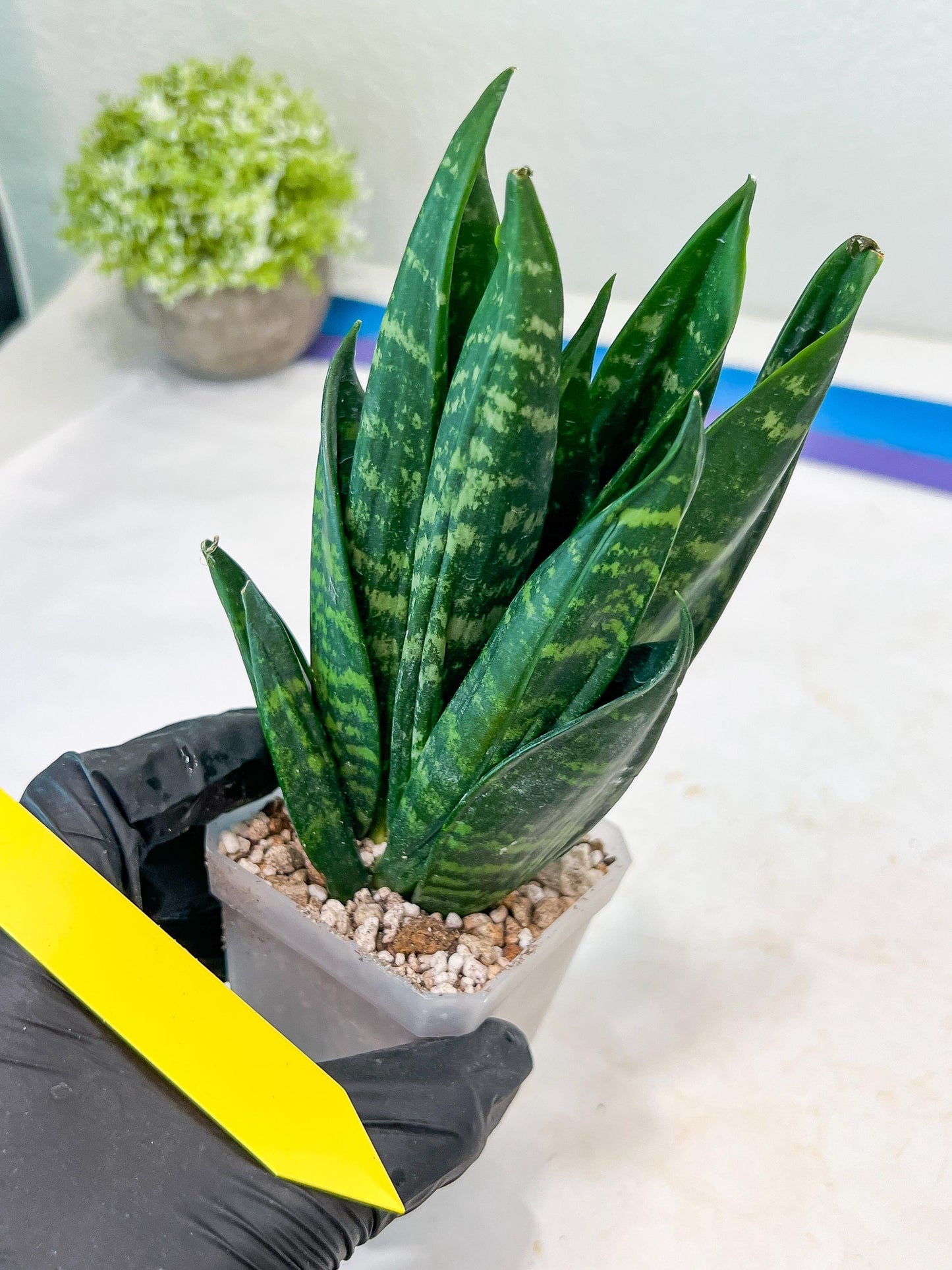 Sansevieria Gaste (P-Y-B) | Snake Plant | Imported Plants